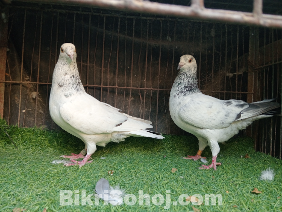 আফসান গ্রিজেল রেসার কবুতর